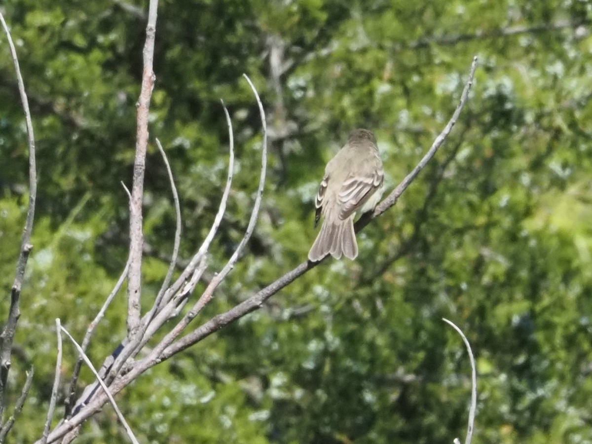 Willow Flycatcher - ML620222791