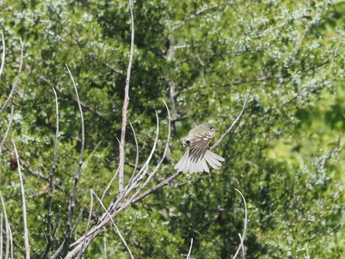 Willow Flycatcher - ML620222792