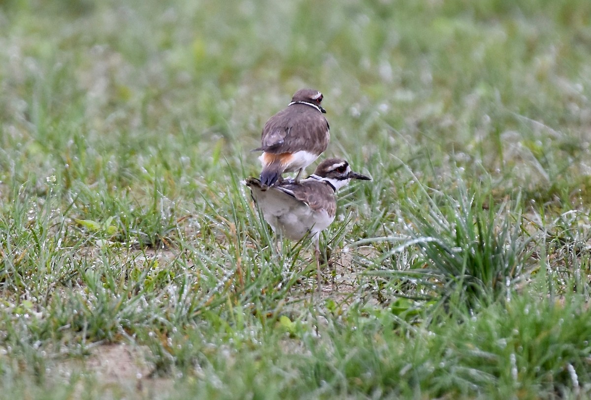 Killdeer - ML620222795