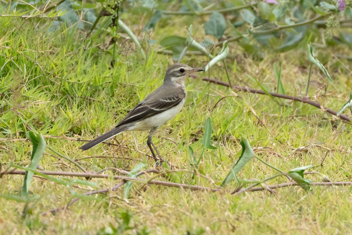 Eastern Yellow Wagtail (Eastern) - David Marques