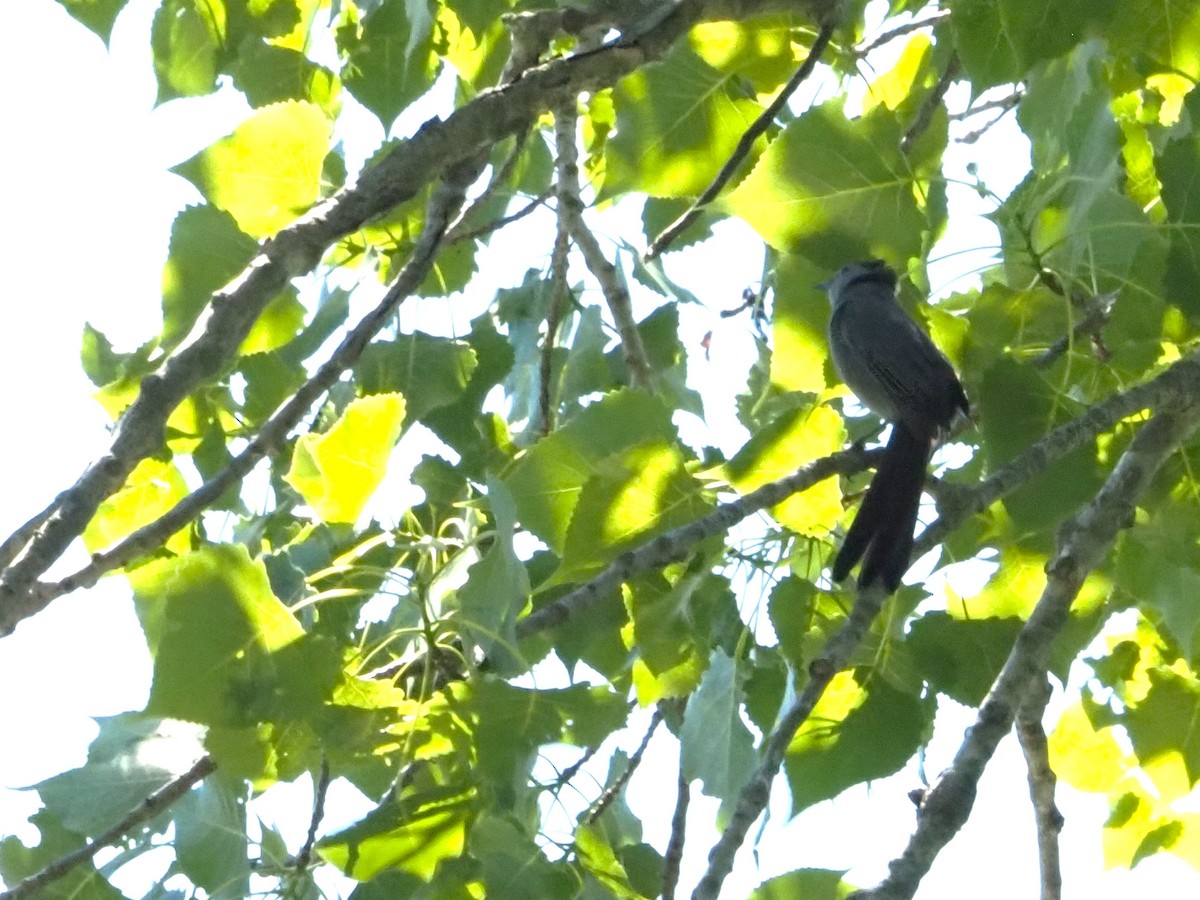 Gray Catbird - ML620222798