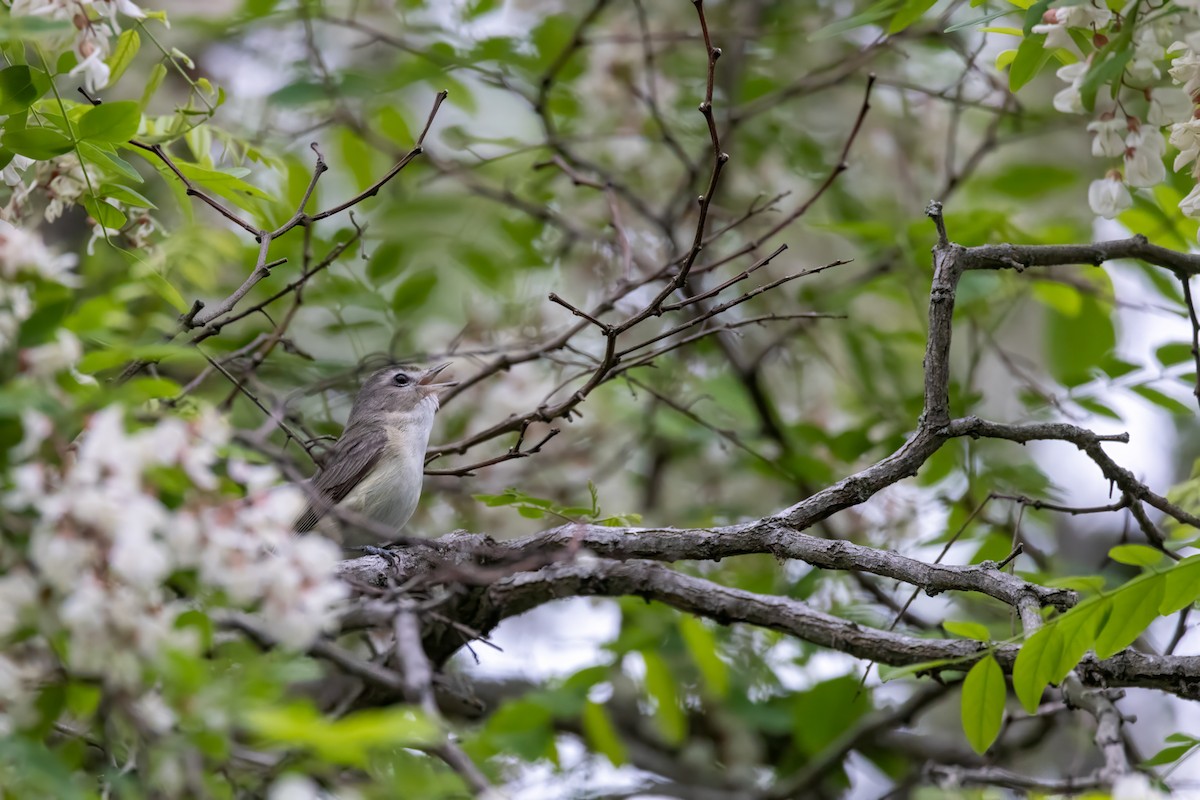 Warbling Vireo - ML620222812