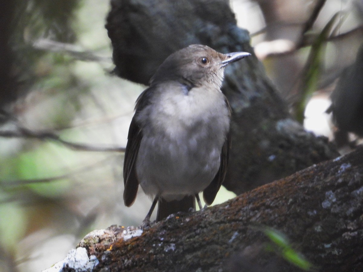 Campina Thrush - Braulio Carlos