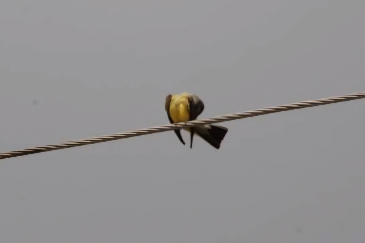 Western Kingbird - ML620222815