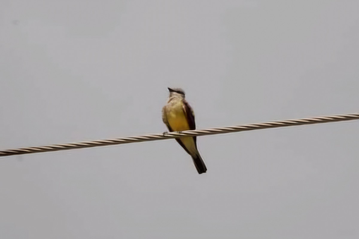 Western Kingbird - ML620222816