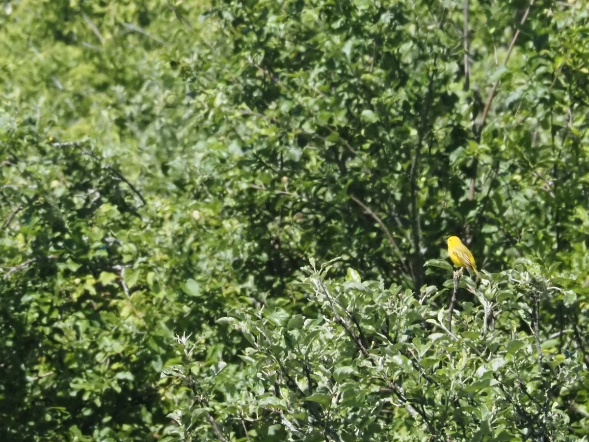 Yellow Warbler - Bob Maddox