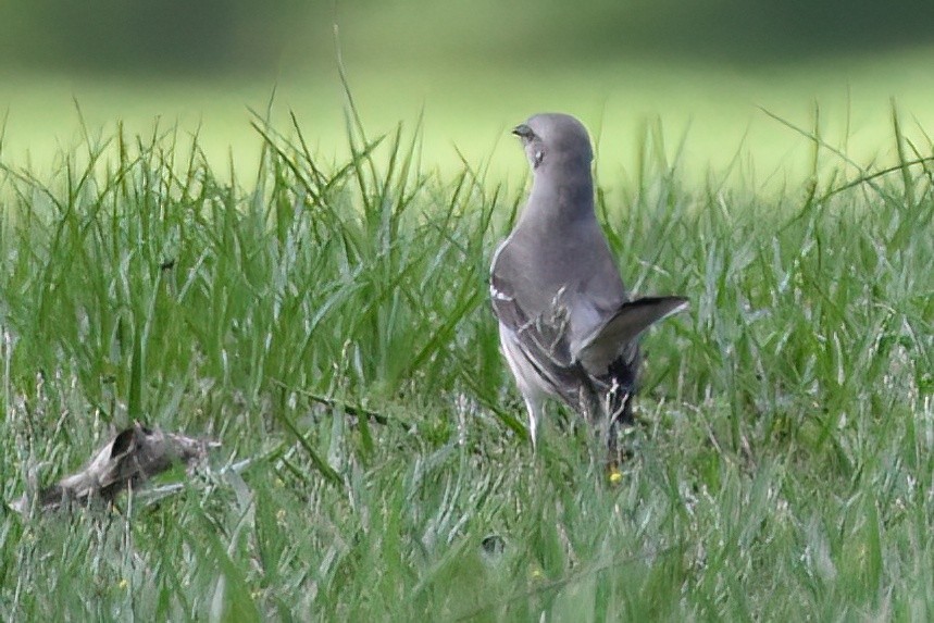 Northern Mockingbird - ML620222845