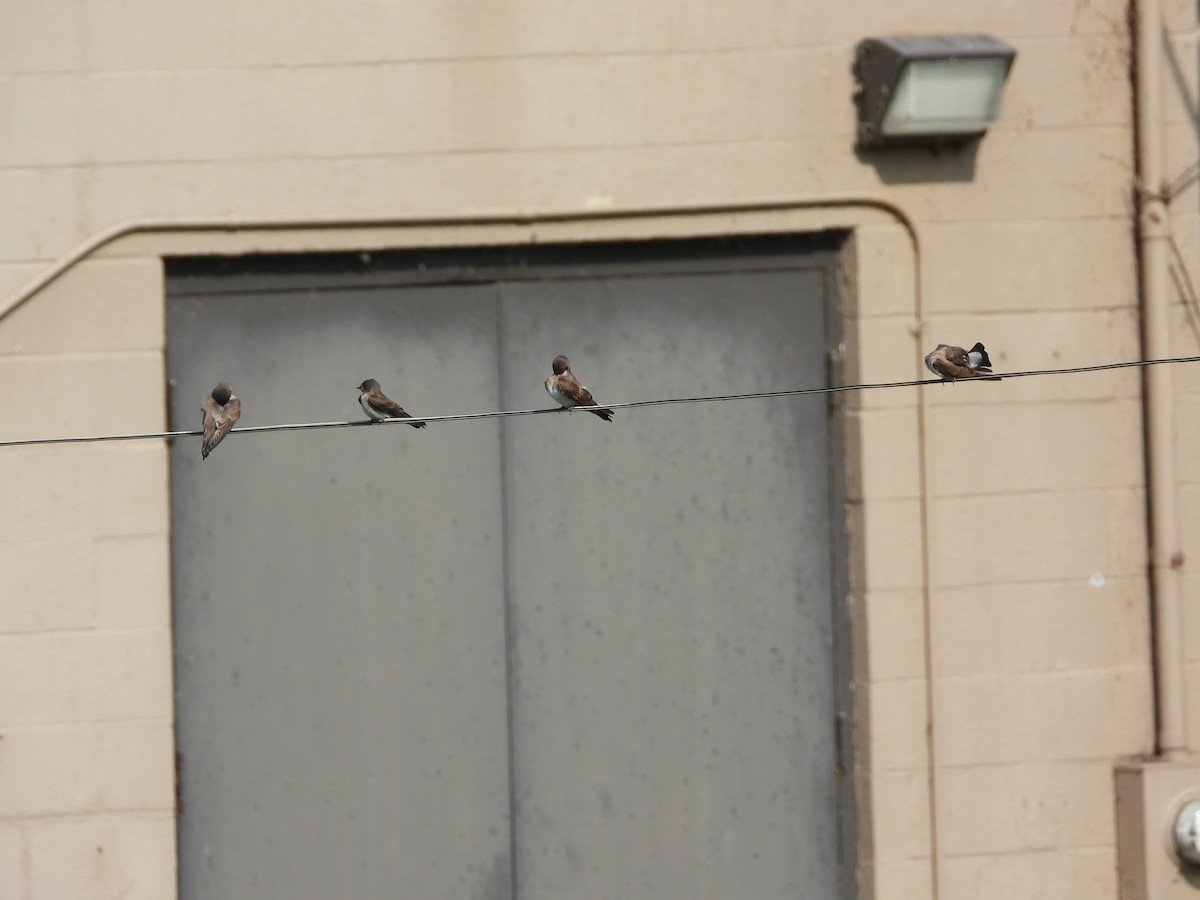 Northern Rough-winged Swallow - ML620222857