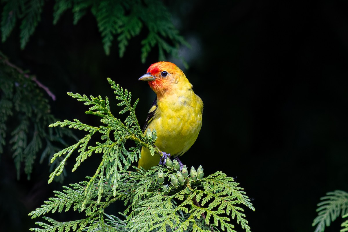 Western Tanager - ML620222870