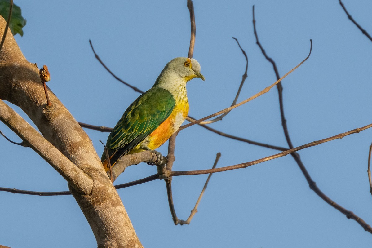 Rose-crowned Fruit-Dove - ML620222886
