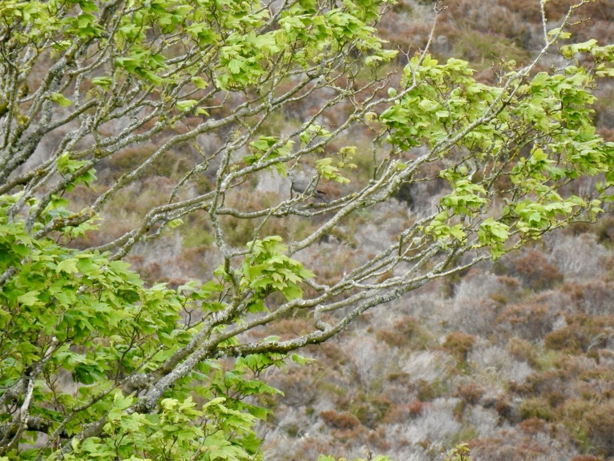 Common Cuckoo - ML620222887