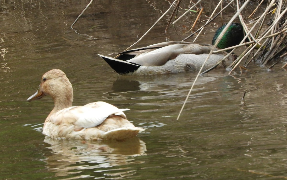 Mallard (Domestic type) - JaniceAndKeith Moreau