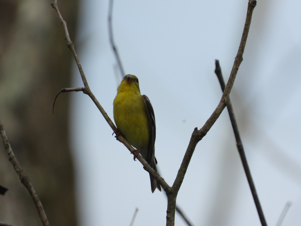 American Goldfinch - ML620222894