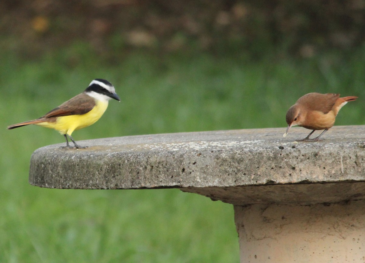 Great Kiskadee - ML620222895