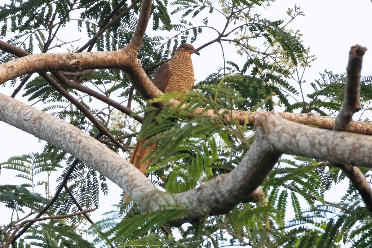 Timor Cuckoo-Dove - ML620222896