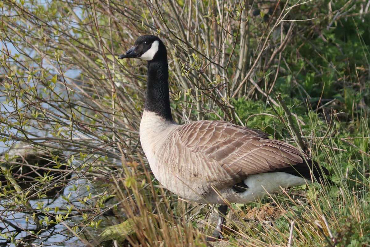 Canada Goose - ML620222904