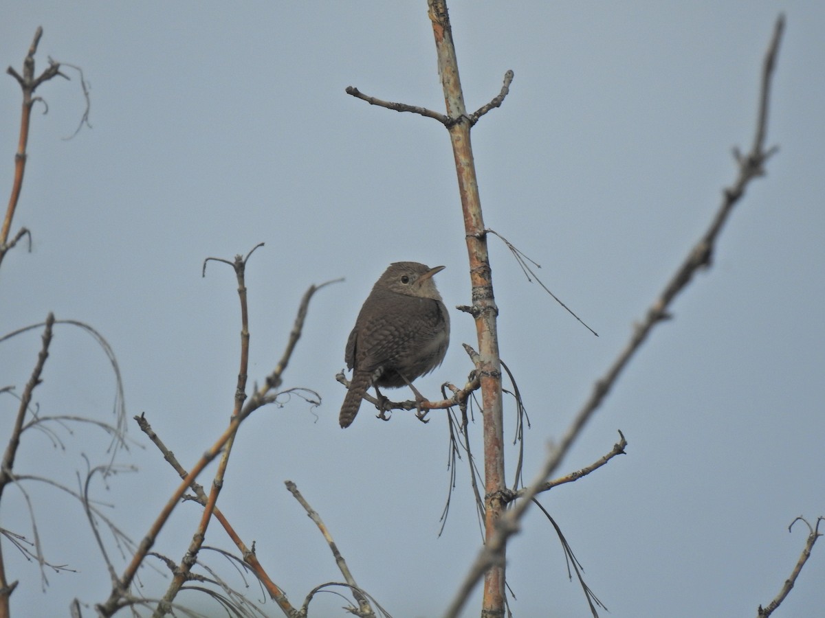 House Wren - ML620222918