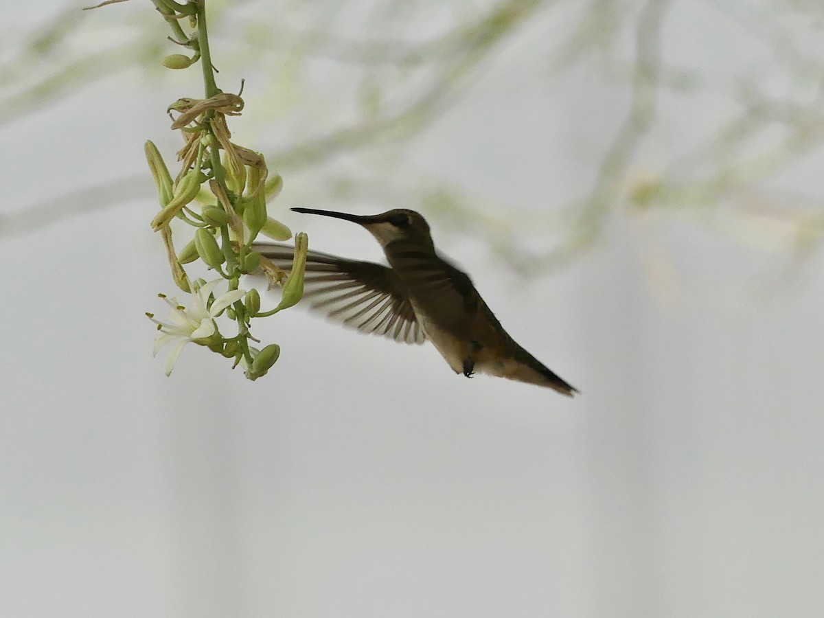 Black-chinned Hummingbird - ML620222920
