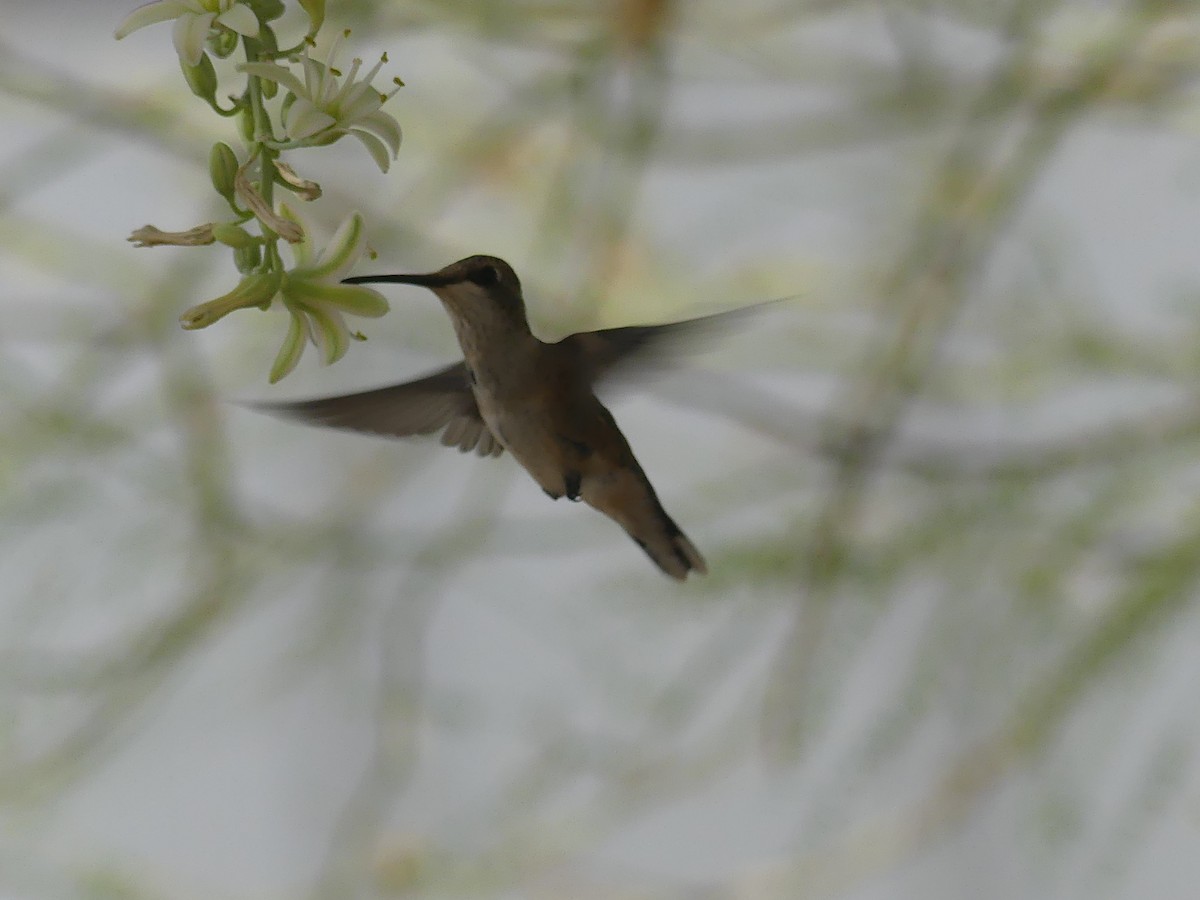 Black-chinned Hummingbird - ML620222921
