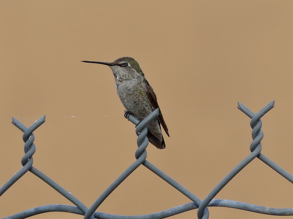 Anna's Hummingbird - ML620222929