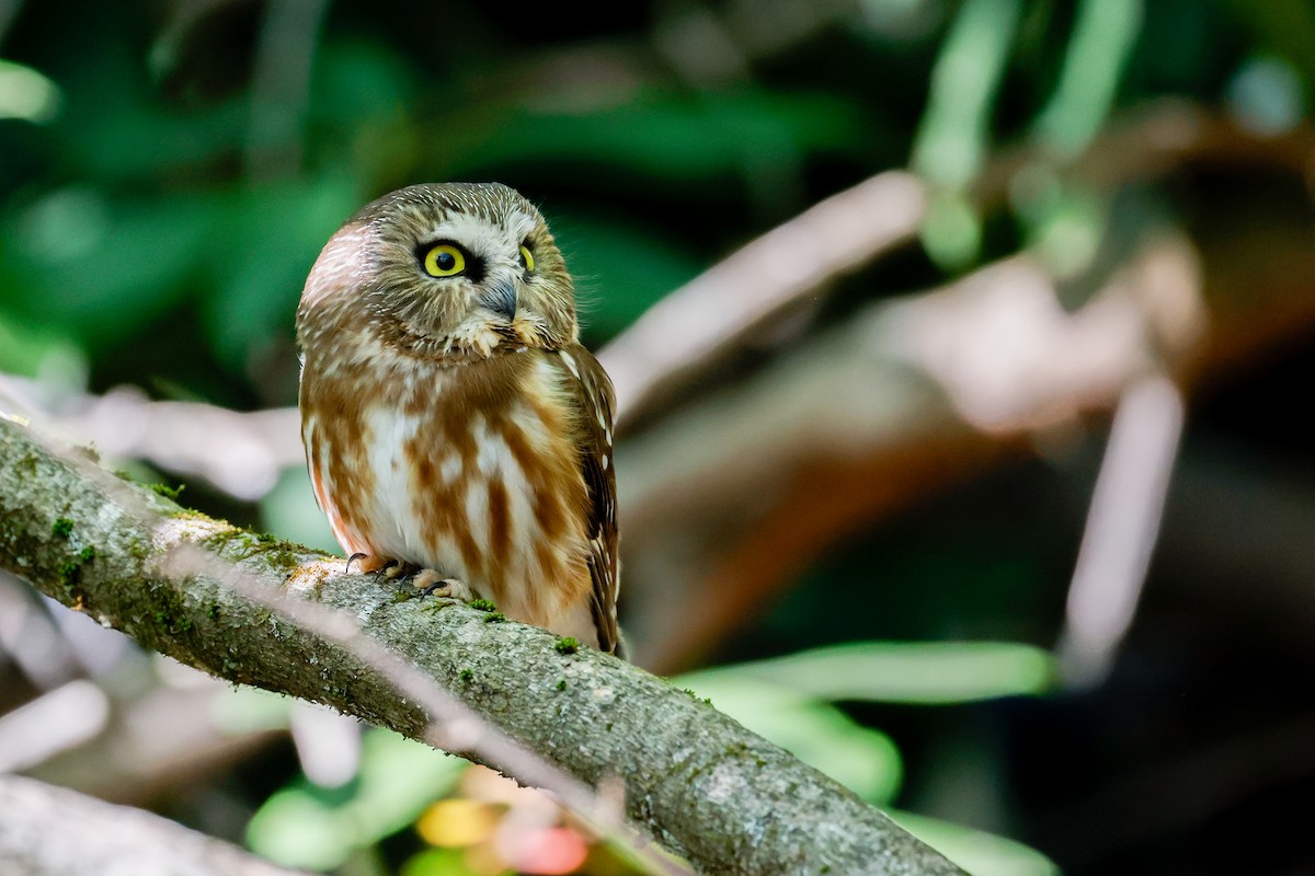 Northern Saw-whet Owl - Baxter Beamer