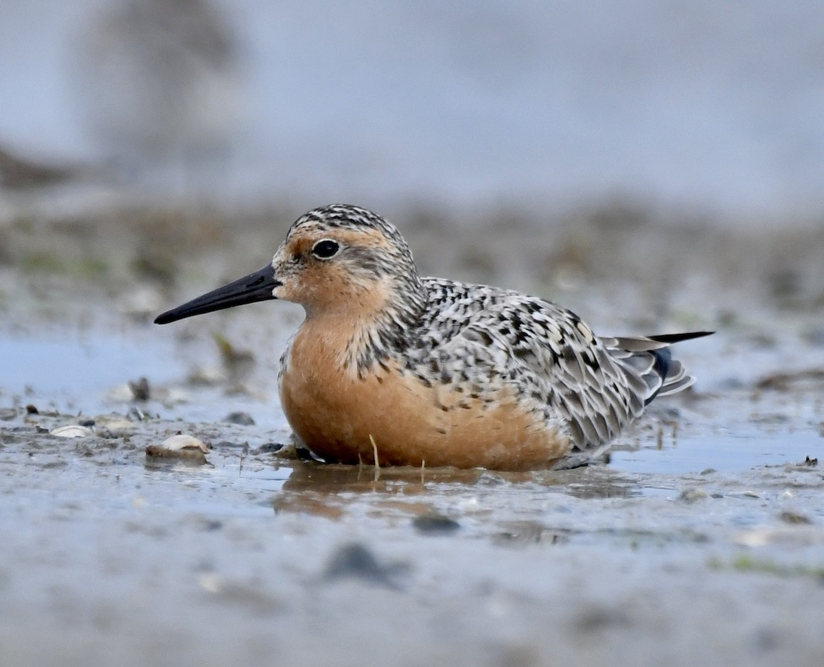 Red Knot - ML620222942