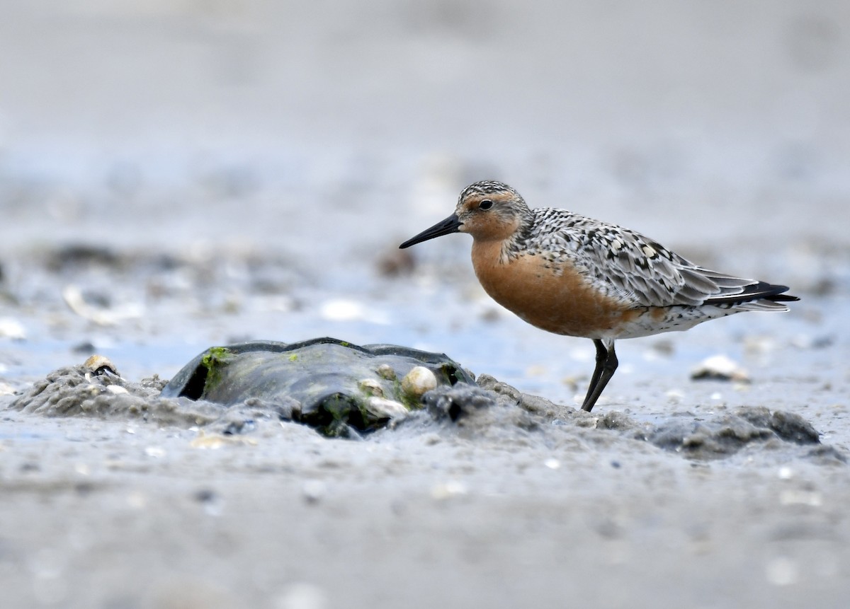 Red Knot - ML620222943