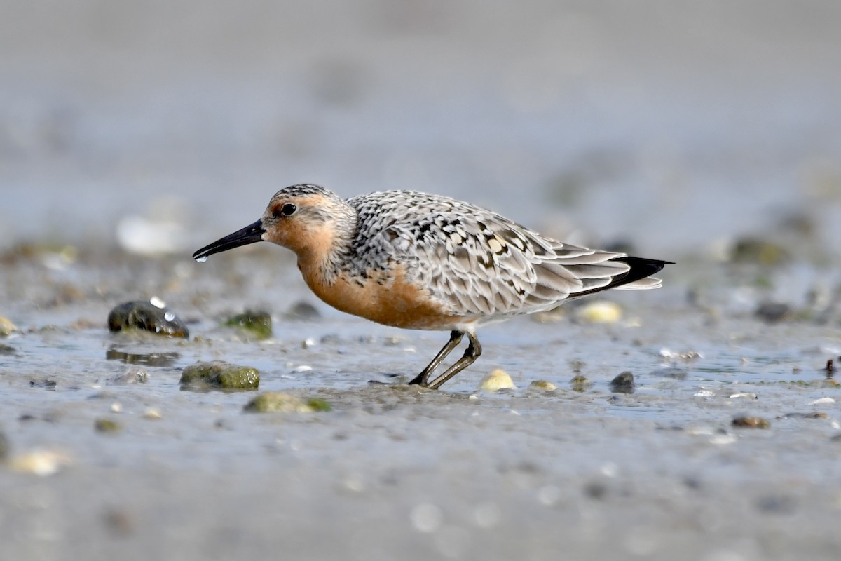 Red Knot - ML620222944