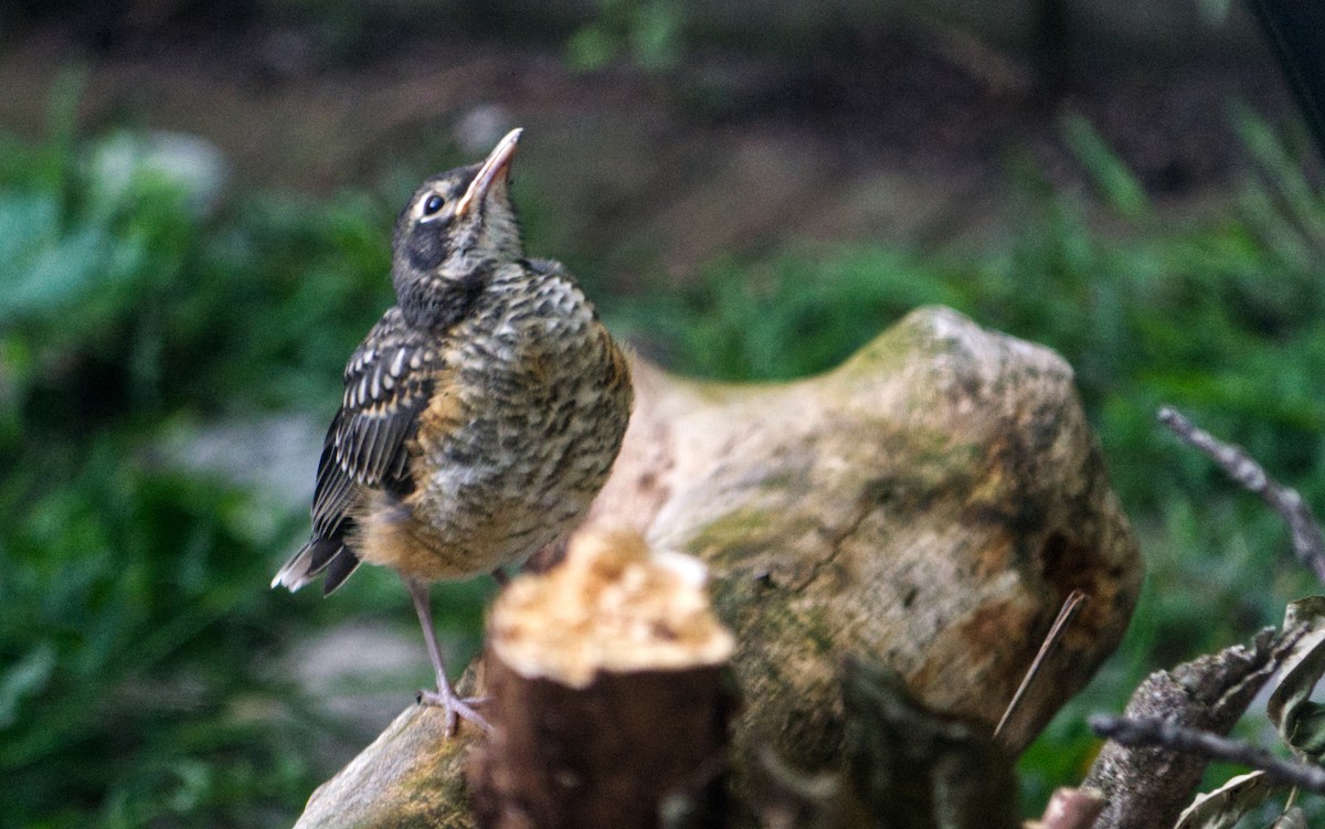 American Robin - ML620222962