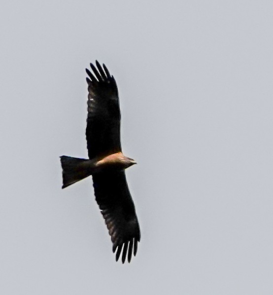 Red Kite - ML620222969