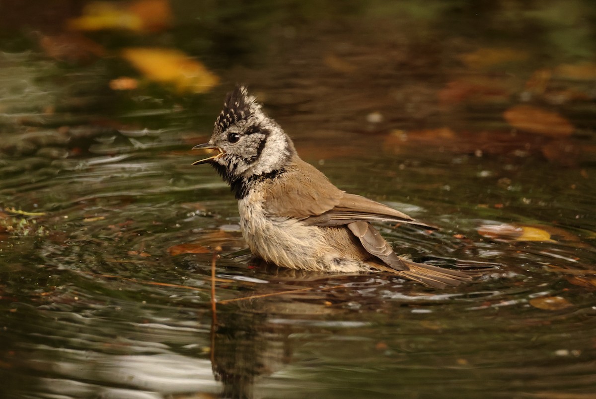 Crested Tit - ML620222971