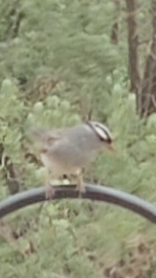 White-crowned Sparrow - ML620222982