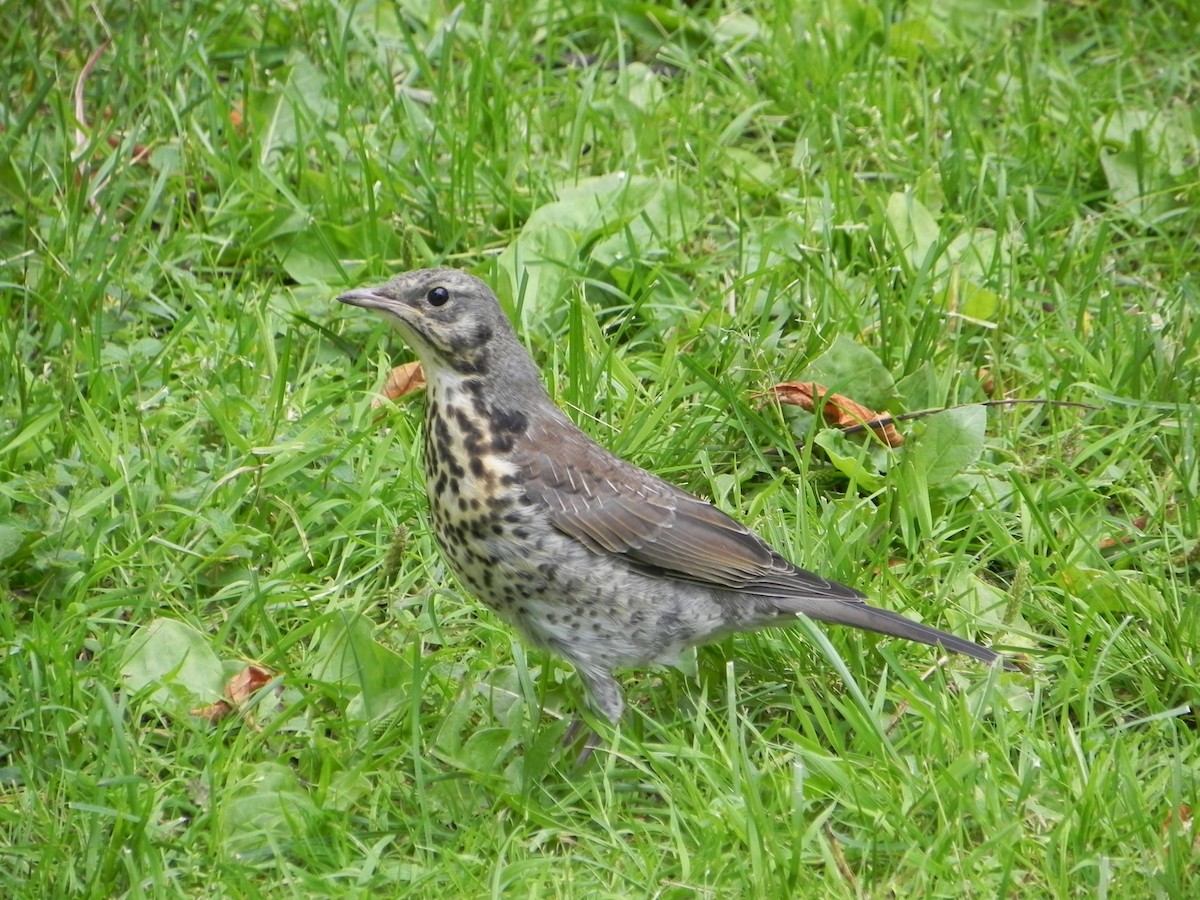 Fieldfare - ML620222986