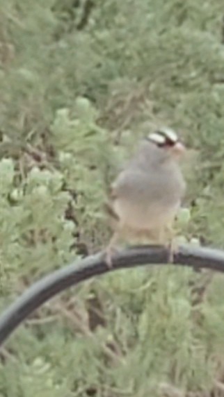 White-crowned Sparrow - ML620222993