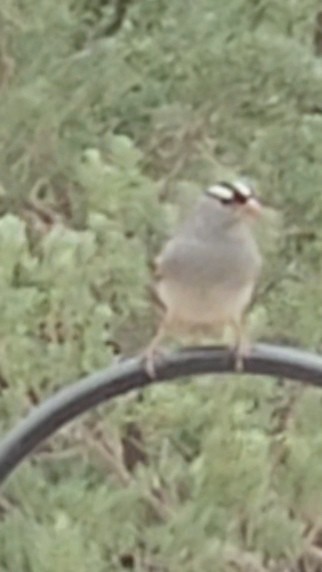 White-crowned Sparrow - ML620222998