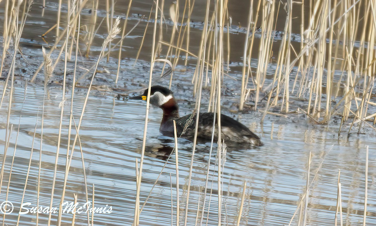 Red-necked Grebe - ML620223000