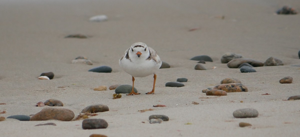 Piping Plover - ML620223013