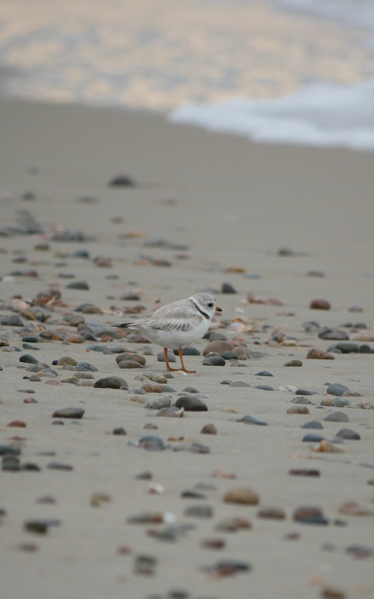 Piping Plover - ML620223014