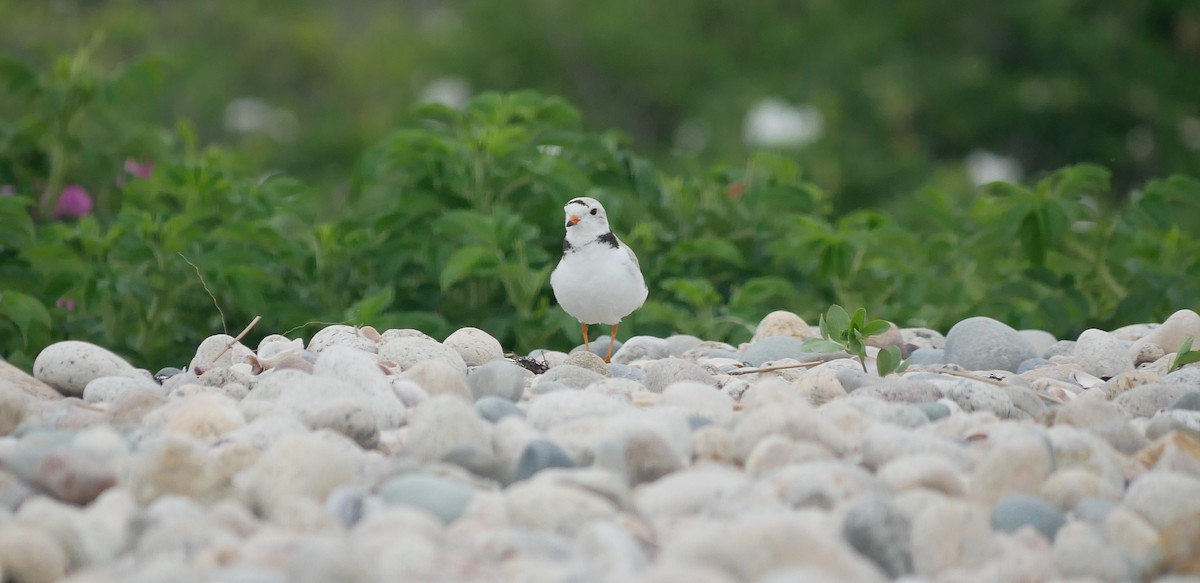 Piping Plover - ML620223015
