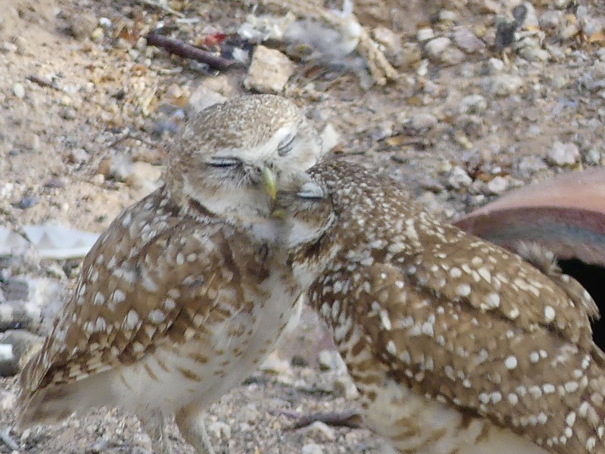 Burrowing Owl - ML620223024