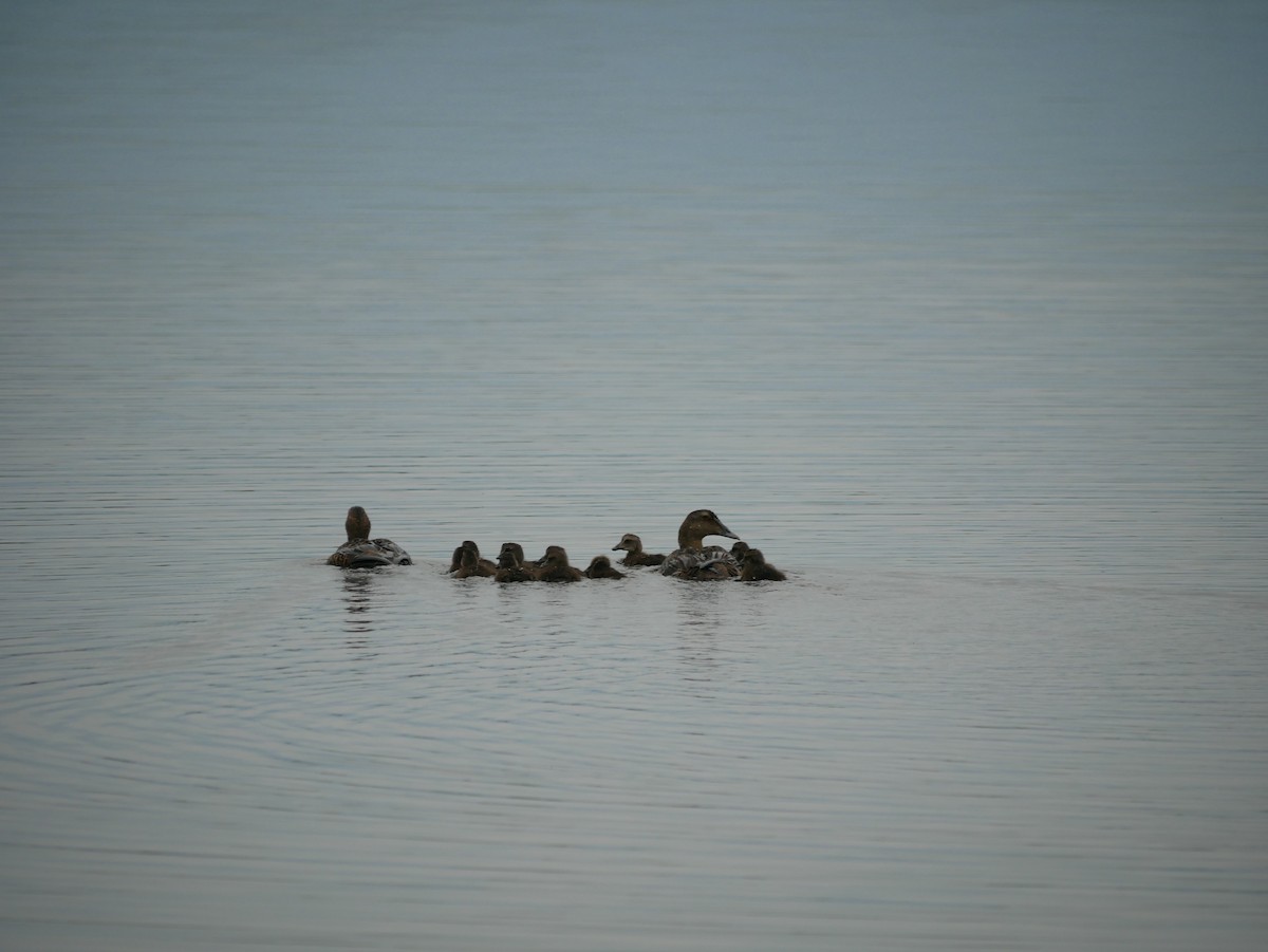 Common Eider - ML620223026