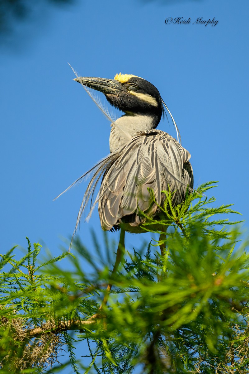 Yellow-crowned Night Heron - ML620223030