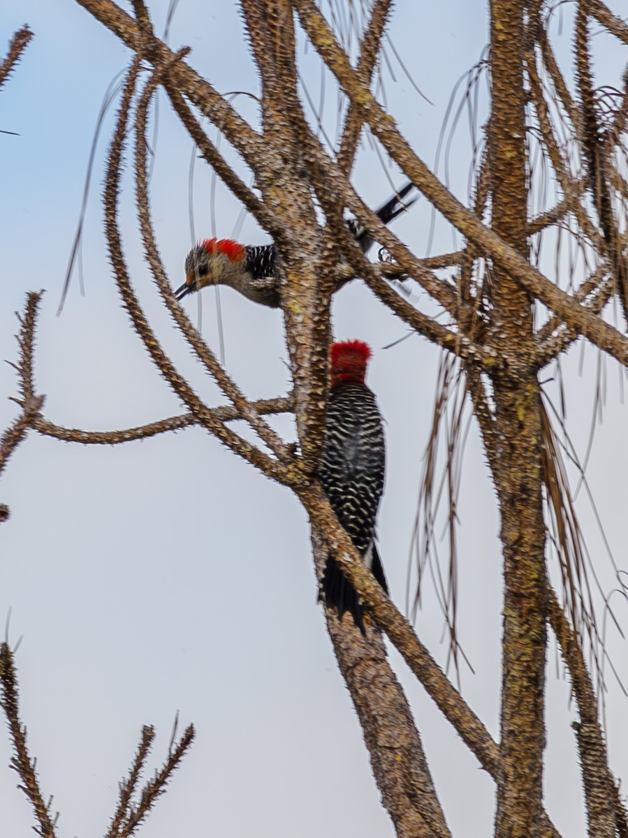 Red-bellied Woodpecker - ML620223033
