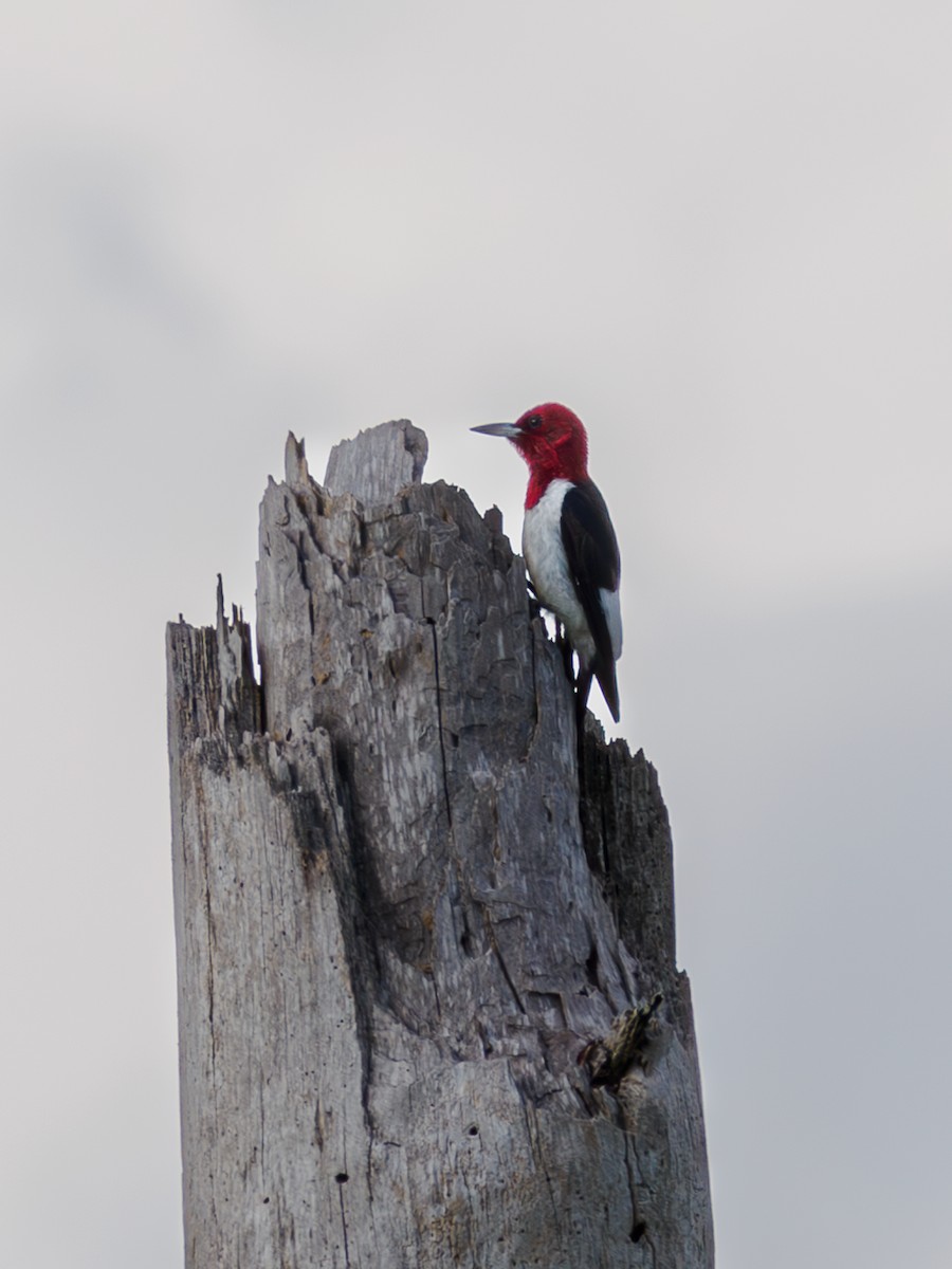 Red-headed Woodpecker - ML620223038