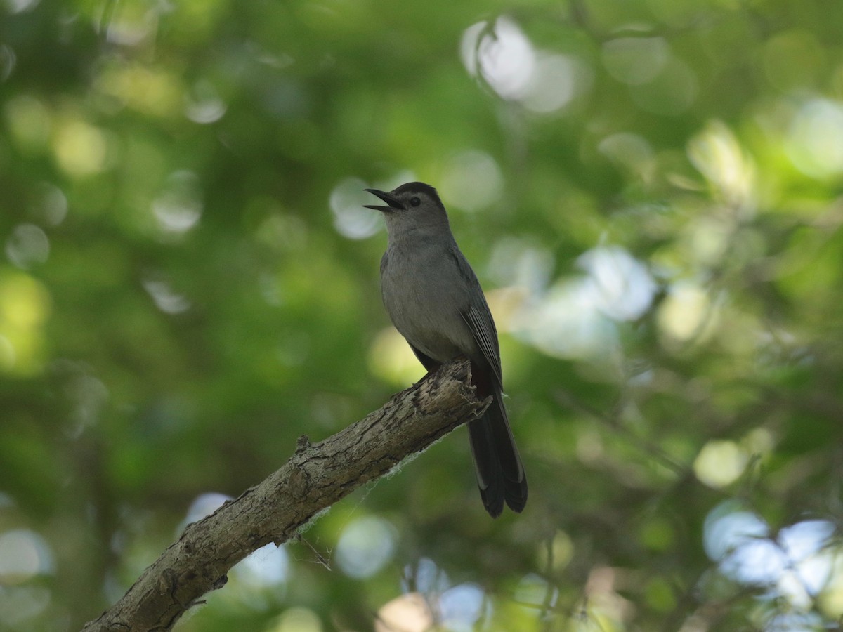 Gray Catbird - ML620223041