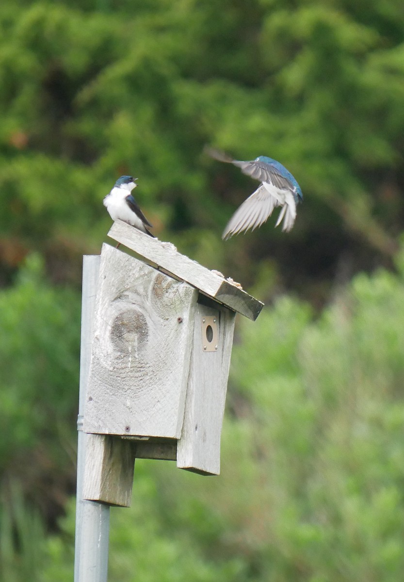 Tree Swallow - ML620223056