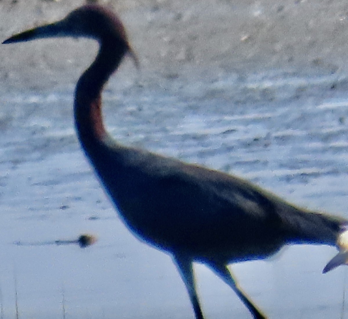 Reddish Egret - ML620223060