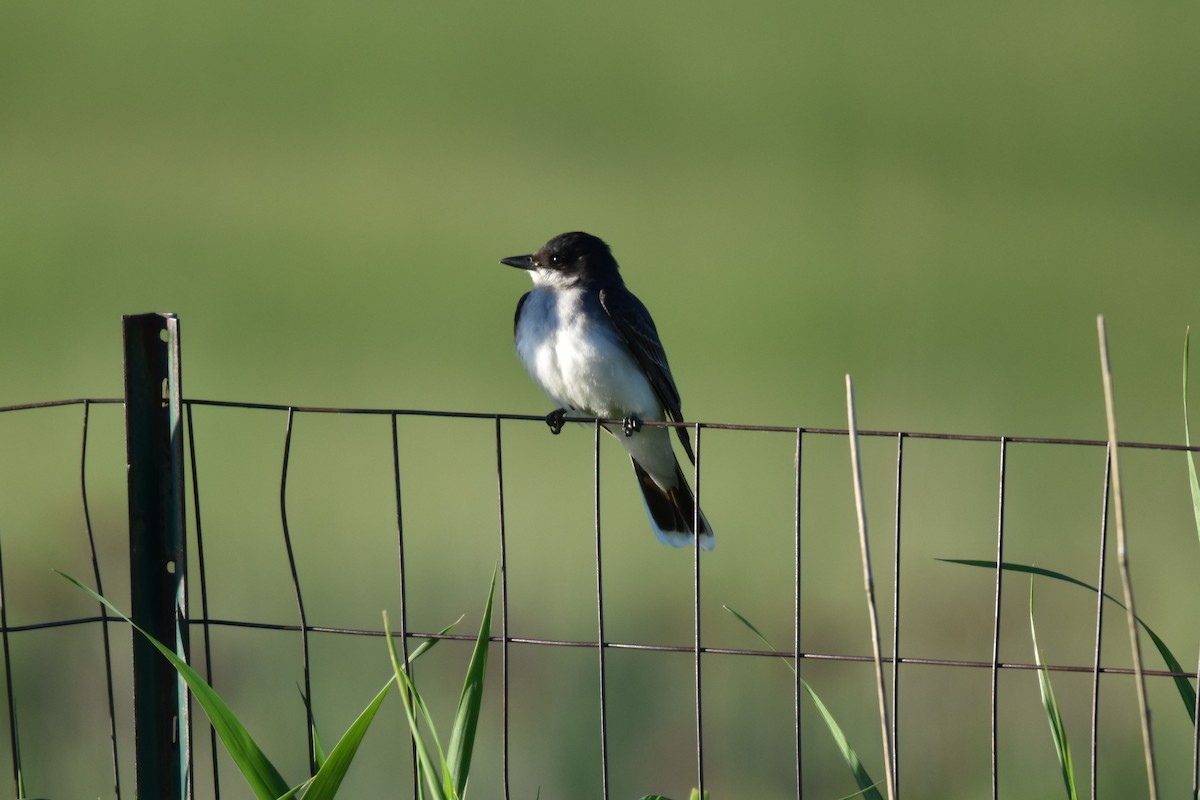 Eastern Kingbird - ML620223070