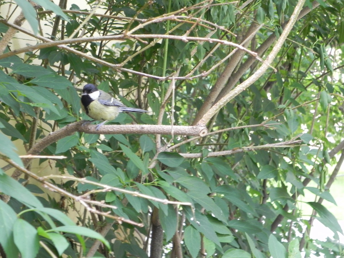 Great Tit - ML620223072