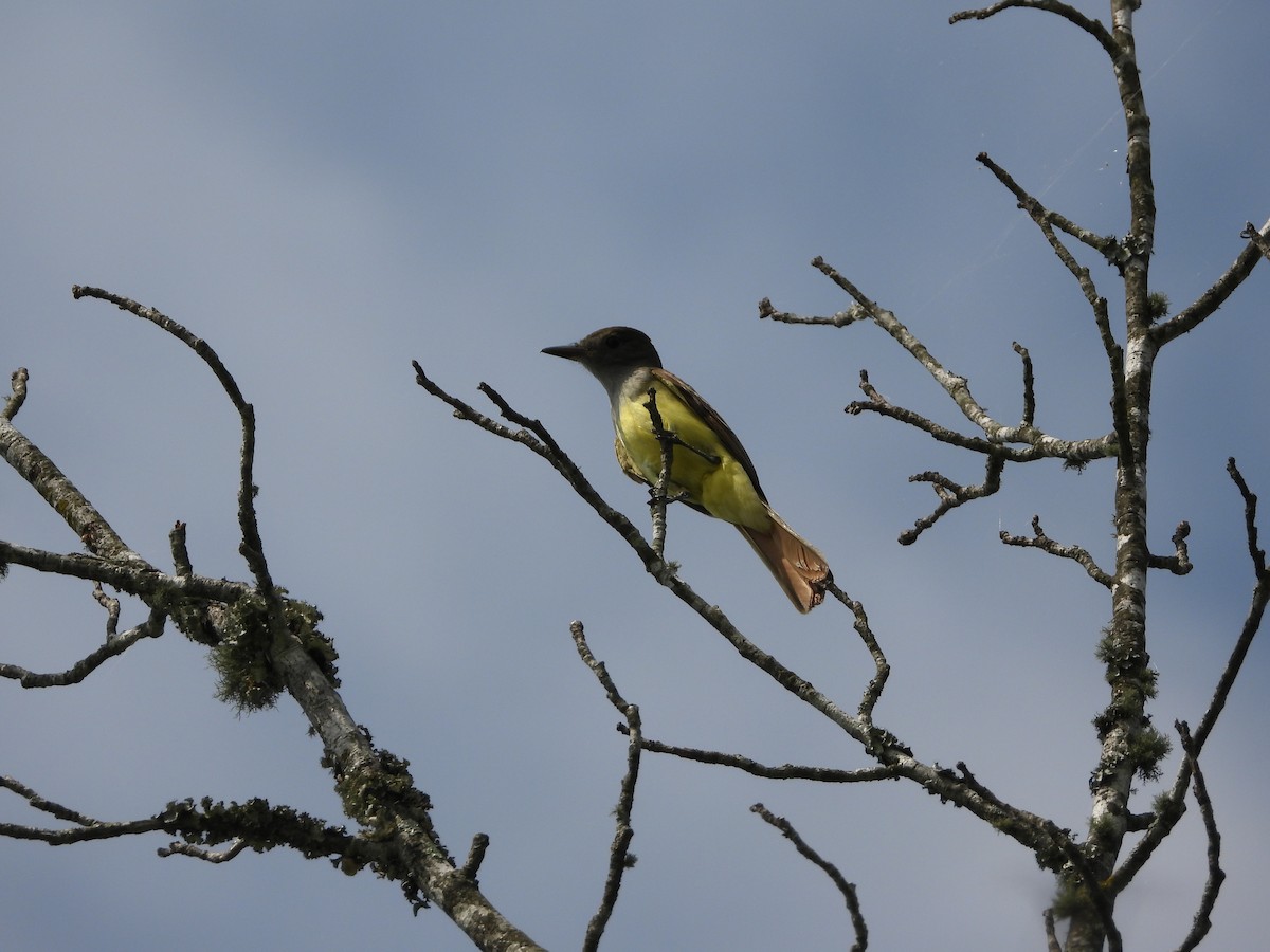 Great Crested Flycatcher - ML620223073